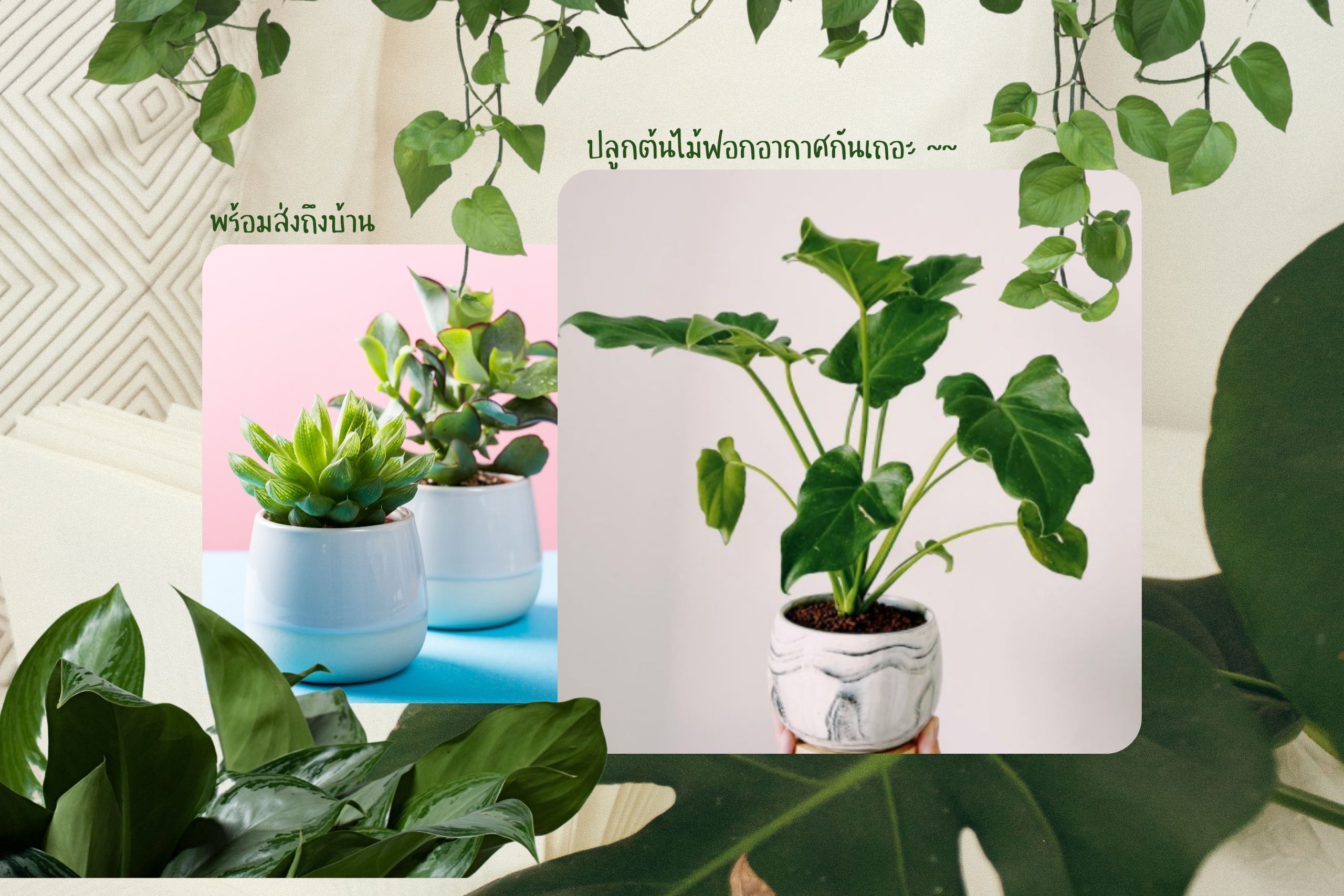 รวม 15 ร้านต้นไม้เด็ด สุขภาพต้นไม้ดี บน IG ที่พร้อมส่งถึงบ้าน