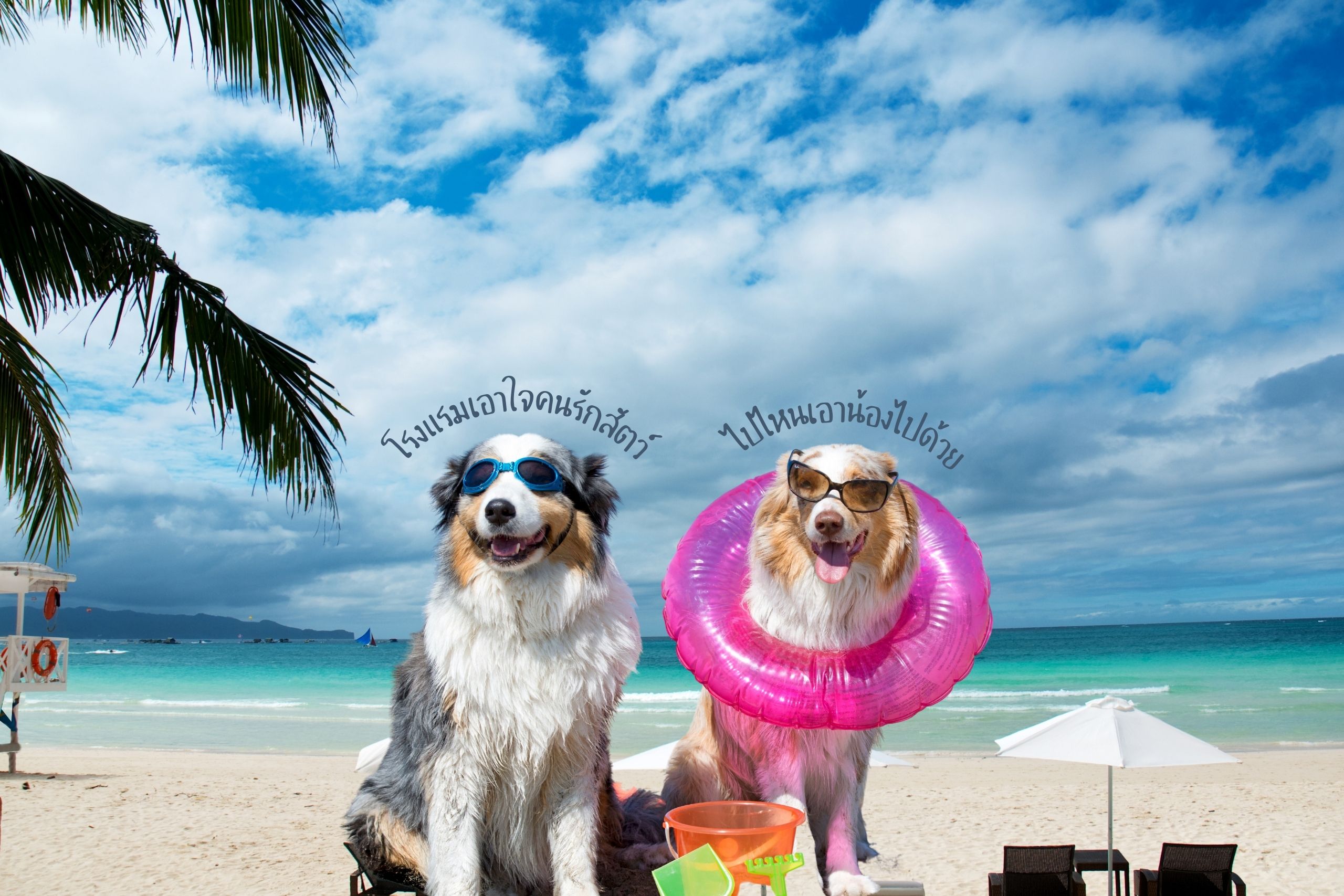 รวม 12 ที่พักทั่วไทย สัตว์เลี้ยงเข้าพักได้ ถูกใจคนรักสัตว์ที่สุด