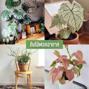ต้นไม้ฟอกอากาศ