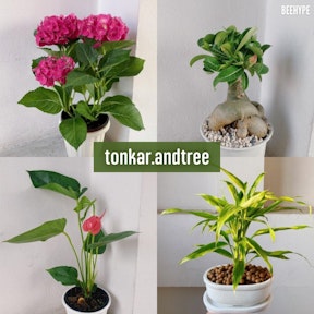 tonkar.andtree