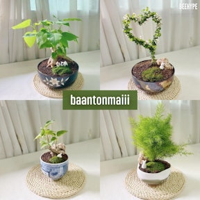 baantonmaiii