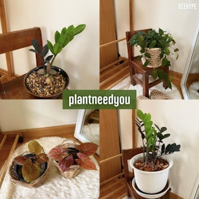 plantneedyou