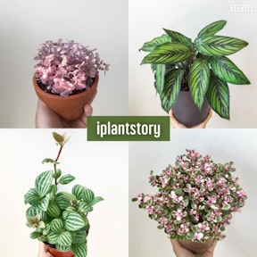 iplantstory