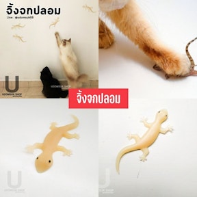 จิ้งจกปลอม
