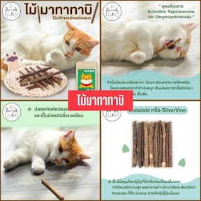 ไม้มาทาทาบิ